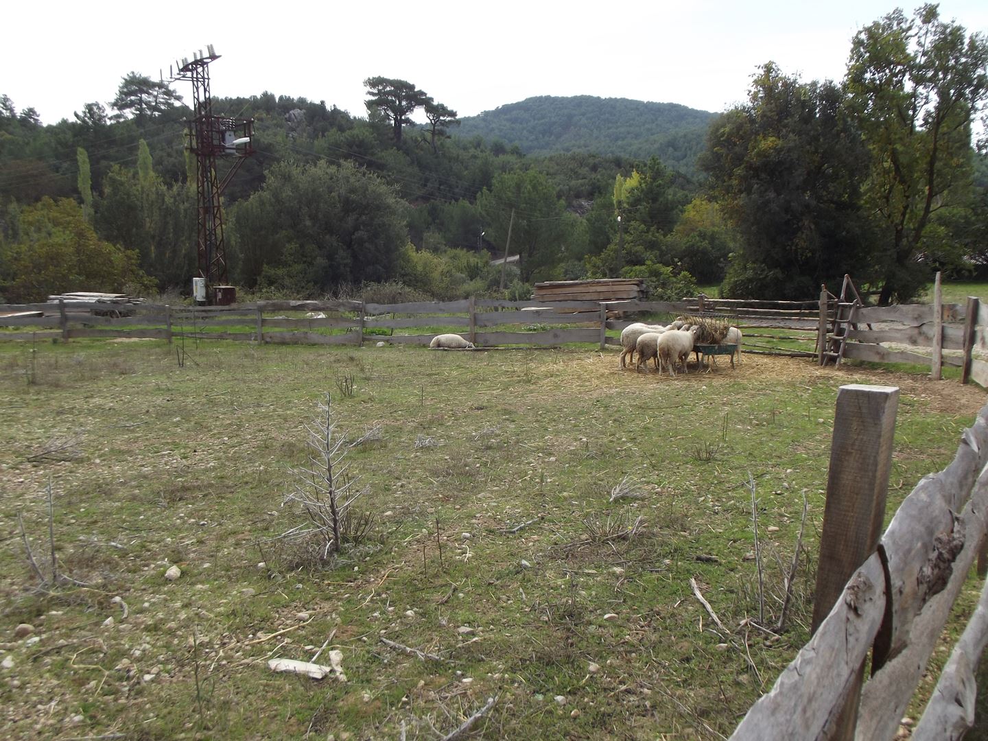 Nif'de 4972 m2. içinde 2 müstakil ev